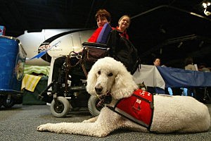 Rescue And Service Dog Rescue And Service Dog