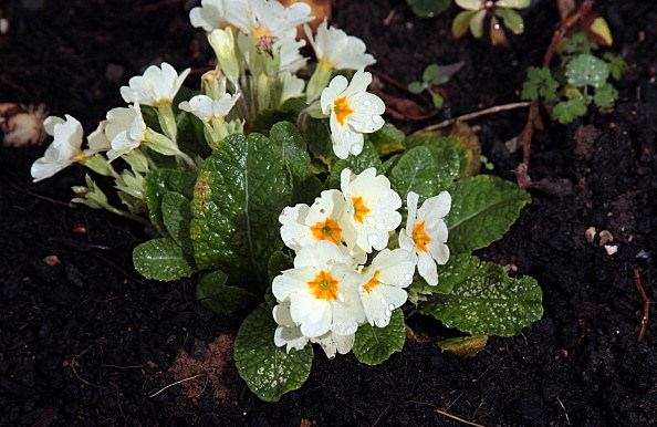 Unseasonably Warm Weather Causes Confusion In Plant Kingdom Spring flower