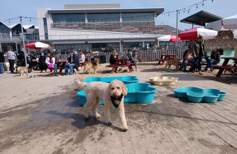 The Best Doggy Friendly Restaurants At The Jersey Shore, NJ &#8211; Part 1