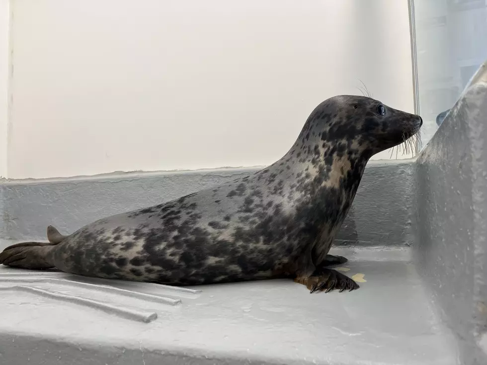 Seal stranded in Ship Botton in March (Marine Mammal Stranding Center)