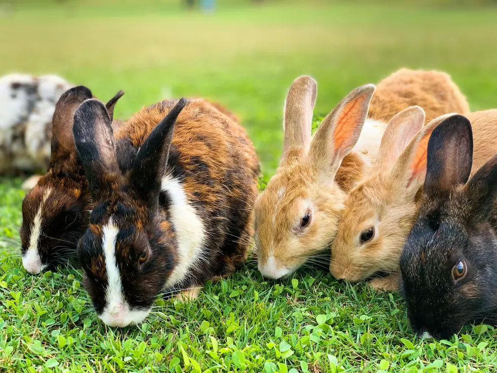 Bunny Haven Cafe Could Bring A One-Of-A-Kind Experience To Toms River, NJ