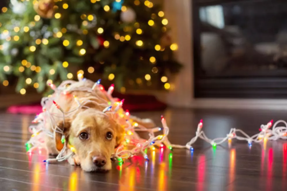 New Jersey Dogs Have Merriest Christmas