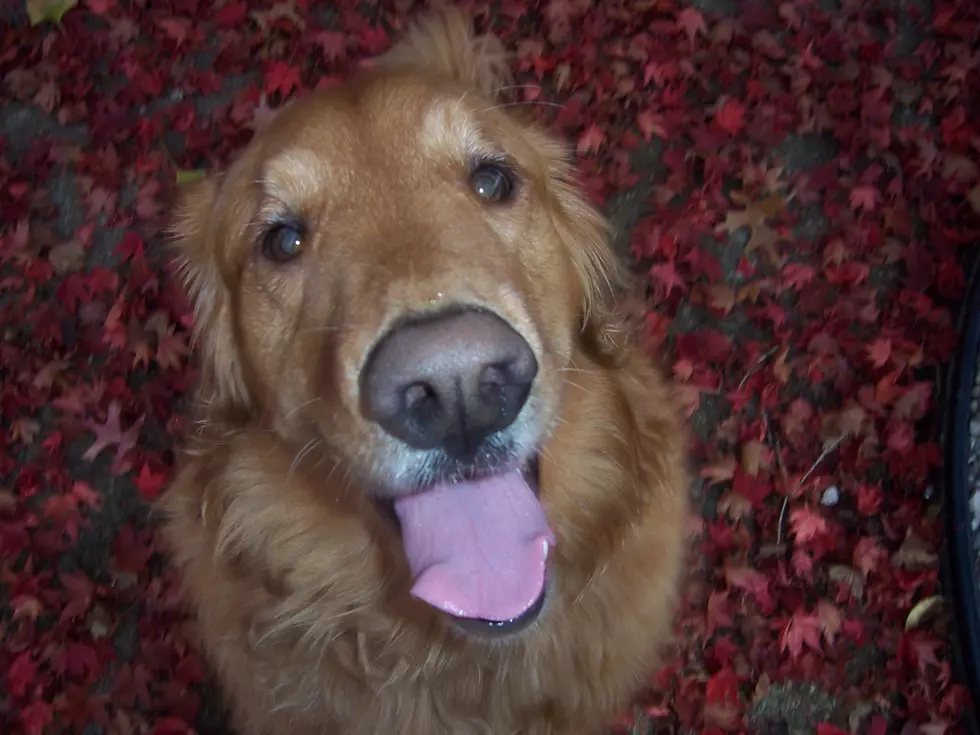 Freehold Senior Appreciation Day Event Adds Pet Adoptions