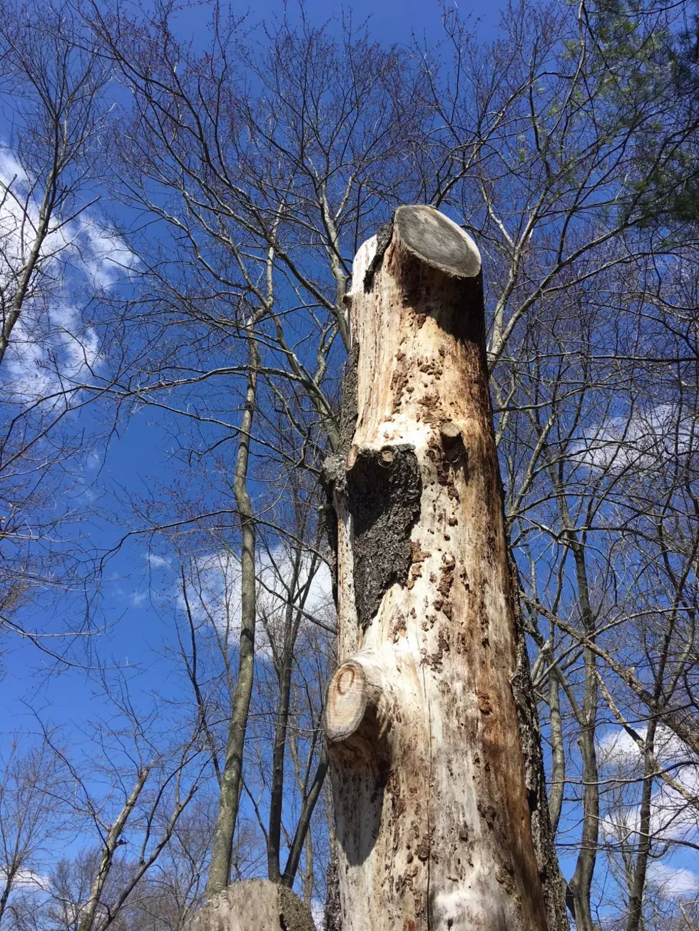Have You Seen The Bald Eagle Nests in Wall Township?
