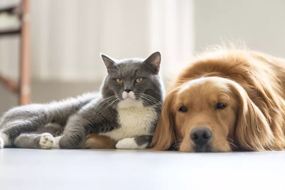 Safety Tips for Pets this Holiday Season